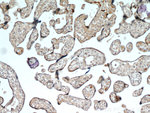 GOLPH3 Antibody in Immunohistochemistry (Paraffin) (IHC (P))