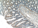 GOLPH3 Antibody in Immunohistochemistry (Paraffin) (IHC (P))