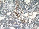 GOLPH3 Antibody in Immunohistochemistry (Paraffin) (IHC (P))