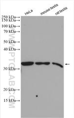 GOLPH3 Antibody in Western Blot (WB)