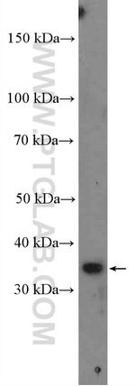 GOLPH3 Antibody in Western Blot (WB)