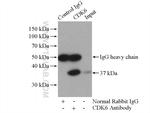 CDK6 Antibody in Immunoprecipitation (IP)