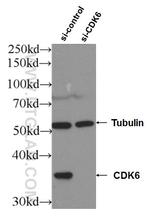 CDK6 Antibody in Western Blot (WB)