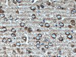 TRPA1 Antibody in Immunohistochemistry (Paraffin) (IHC (P))