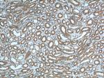 Polycystin 2 Antibody in Immunohistochemistry (Paraffin) (IHC (P))