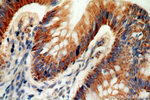 PKC delta Antibody in Immunohistochemistry (Paraffin) (IHC (P))