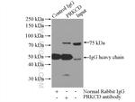 PKC delta Antibody in Immunoprecipitation (IP)