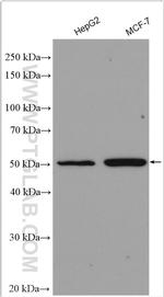 FAM20B Antibody in Western Blot (WB)