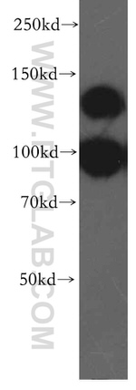 VPS11 Antibody in Western Blot (WB)