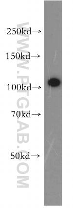 VPS11 Antibody in Western Blot (WB)