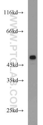 GDF8/Myostatin Antibody in Western Blot (WB)