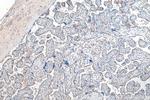 Tie2 Antibody in Immunohistochemistry (Paraffin) (IHC (P))