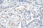 Tie2 Antibody in Immunohistochemistry (Paraffin) (IHC (P))