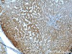 PSMB5 Antibody in Immunohistochemistry (Paraffin) (IHC (P))