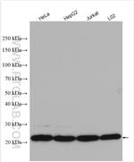 PSMB5 Antibody in Western Blot (WB)