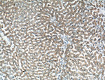 WDR45 Antibody in Immunohistochemistry (Paraffin) (IHC (P))