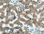 WDR45 Antibody in Immunohistochemistry (Paraffin) (IHC (P))