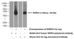 WDR45 Antibody in Western Blot (WB)