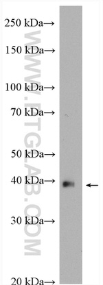 WDR45 Antibody in Western Blot (WB)