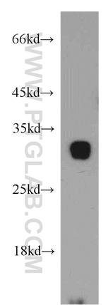 TMEM27 Antibody in Western Blot (WB)