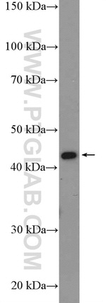 DNMT2 Antibody in Western Blot (WB)