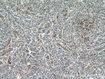 CD39/ENTPD1 Antibody in Immunohistochemistry (Paraffin) (IHC (P))