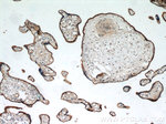 CD39/ENTPD1 Antibody in Immunohistochemistry (Paraffin) (IHC (P))