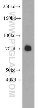 SEMA3C Antibody in Western Blot (WB)