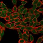 AGO3 (Argonaute-3)/eIF2C3 Antibody in Immunocytochemistry (ICC/IF)