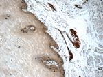 CLCA2 Antibody in Immunohistochemistry (Paraffin) (IHC (P))