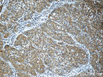 OAS2 Antibody in Immunohistochemistry (Paraffin) (IHC (P))