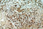 OAS2 Antibody in Immunohistochemistry (Paraffin) (IHC (P))