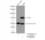 OAS2 Antibody in Immunoprecipitation (IP)