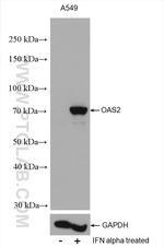 OAS2 Antibody in Western Blot (WB)