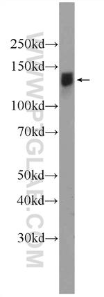 IFT122 Antibody in Western Blot (WB)