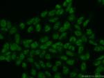 HCFC1 Antibody in Immunocytochemistry (ICC/IF)