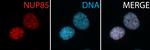 NUP85 Antibody in Immunocytochemistry (ICC/IF)