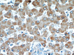 NUP85 Antibody in Immunohistochemistry (Paraffin) (IHC (P))