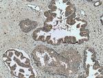 CD57 Antibody in Immunohistochemistry (Paraffin) (IHC (P))