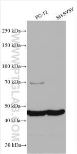 CD57 Antibody in Western Blot (WB)