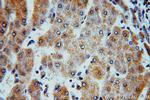 HMP19 Antibody in Immunohistochemistry (Paraffin) (IHC (P))