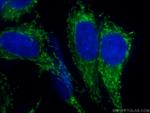 CHCHD2 Antibody in Immunocytochemistry (ICC/IF)