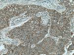 CHCHD2 Antibody in Immunohistochemistry (Paraffin) (IHC (P))