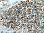 CHCHD2 Antibody in Immunohistochemistry (Paraffin) (IHC (P))