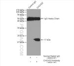 CHCHD2 Antibody in Immunoprecipitation (IP)