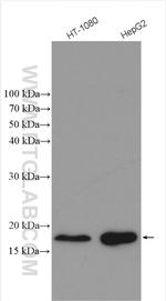 CHCHD2 Antibody in Western Blot (WB)