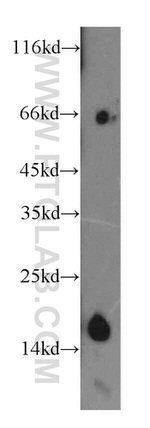 CHCHD2 Antibody in Western Blot (WB)