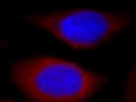 PIH1D1 Antibody in Immunocytochemistry (ICC/IF)