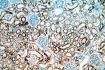 ZIP7 Antibody in Immunohistochemistry (Paraffin) (IHC (P))