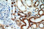 ZIP7 Antibody in Immunohistochemistry (Paraffin) (IHC (P))